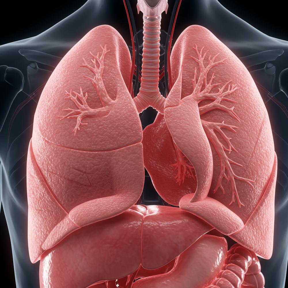 Göğüs boşluğundaki insan akciğer yapısını gösteren yakın çekim, gerçekçi, yüksek detaylı bir fotoğraf. Görüntü, sağlıklı, temiz, açık pembe bir organı göstermeli, doğal biyolojik dokuyu vurgulamalıdır. Aydınlatma yumuşak ve klinik olmalı, görünür metin, sembol veya enfeksiyon veya hastalık belirtisi olmaksızın yalnızca anatomik temsile odaklanmalıdır. Sinematik kalite, üst üste bindirilmiş grafikler yok.