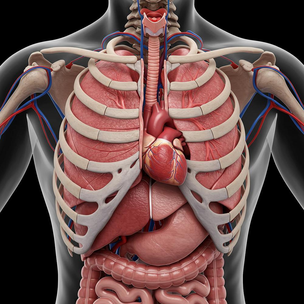 İnsan gövdesinin önden görünüşünü gösteren akciğerlerin anatomik konumunu gösteren tıbbi illüstrasyon.